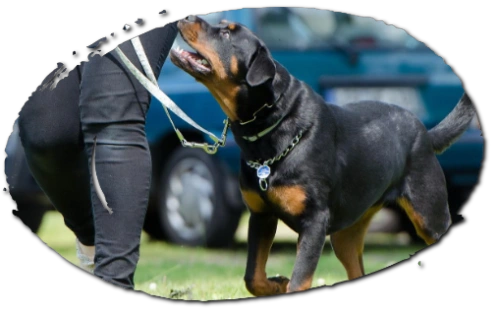 Trained Dog Following Handler