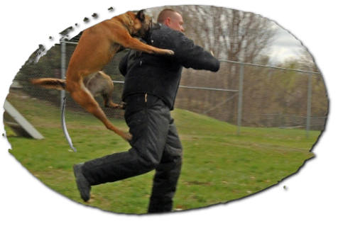 Protection Dog Training