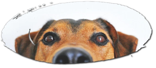 Happy Dog Looking At You